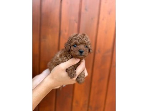 Pamuk gibi toy poodle yavrularım