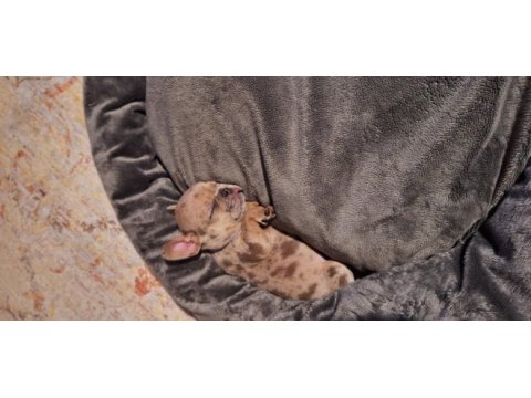 Cok tatlı french bulldog