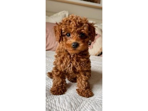 Toy poodle