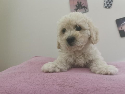 Maltipoo adrese teslim, kapıda ödeme yapabilirsiniz