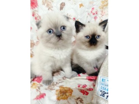 Scottish fold yavrular