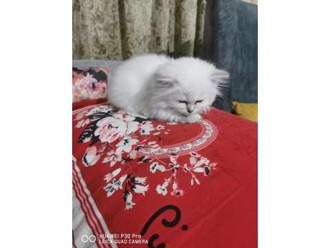 5 tane minik british shorthair