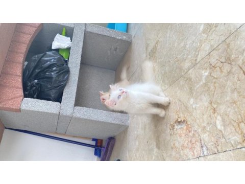 Pamuk şeker british longhair oğluşlar
