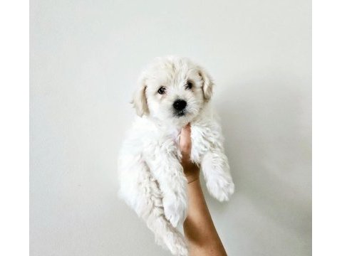 Maltese terrier köpeği
