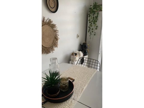 Scottish kedi