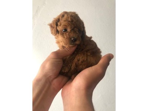 Kore poodle köpeğimiz