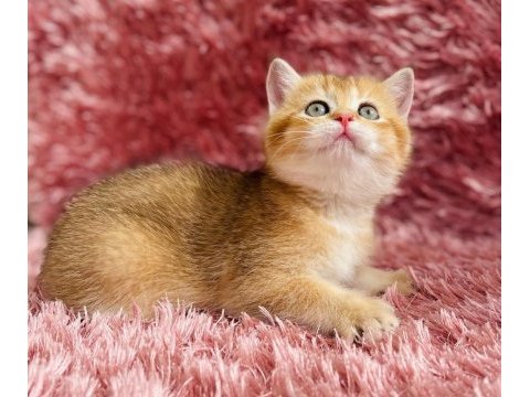 British golden ve british golden bicolor dişi yavrular