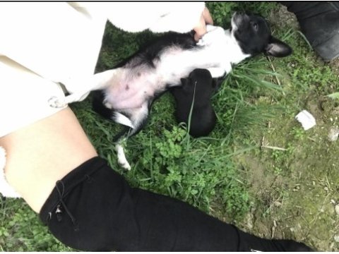 Kendi chihuahua kızımın yavruları