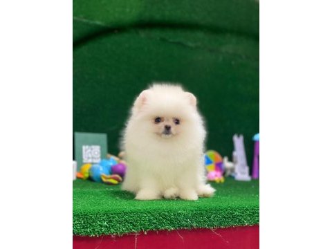 Blacks petshop garantisiyle sağlık garantili pomeranian