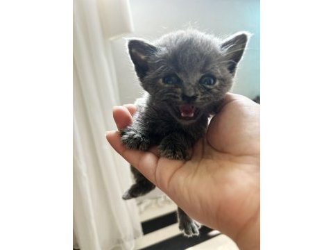 Scottish fold erkek british shorthair dişi yavrular