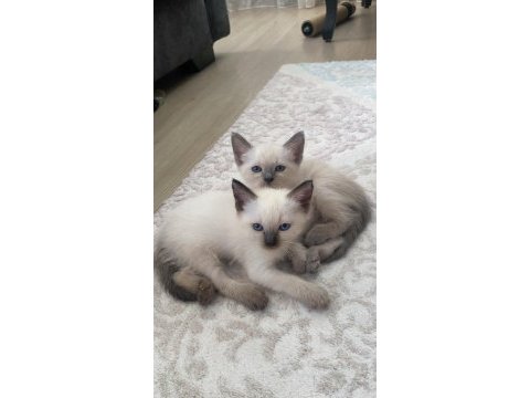 Siyam kedisi yavrularımız