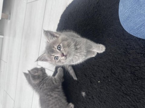 2 aylık british shorthair yavrular yeni yuvalarına hazır