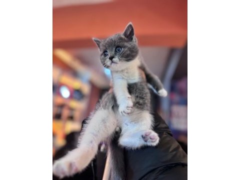 A kalite bicolor british shorthair yavrumuz