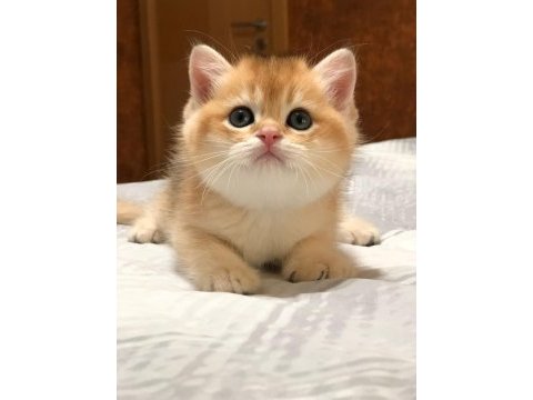 A kalite british shorthair gold yavrular