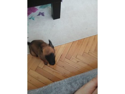 Belçika kurdu malinois