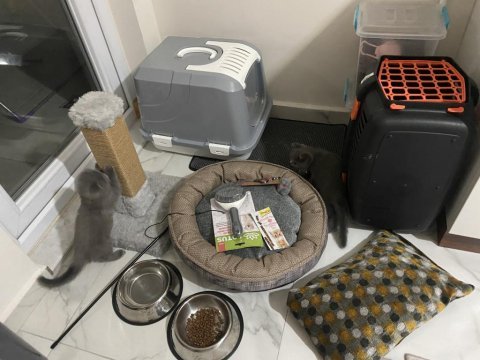 2 buçuk aylık miniklerim scottish fold