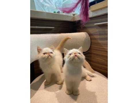 Exotic iran persian harika bebekler