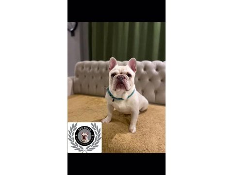 Dizzyrascal, blue fawn quad taşıyıcı yavrularımız