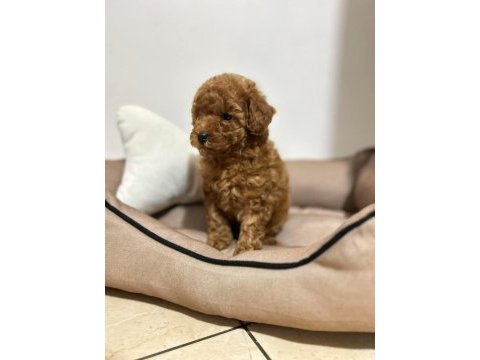 Wc eğitimli toy poodle uygun fiyatlı