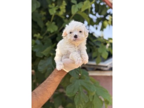 Sevimli pamuk maltese terrier