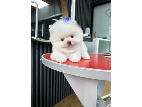 Irk garantili pomeranian bebekler