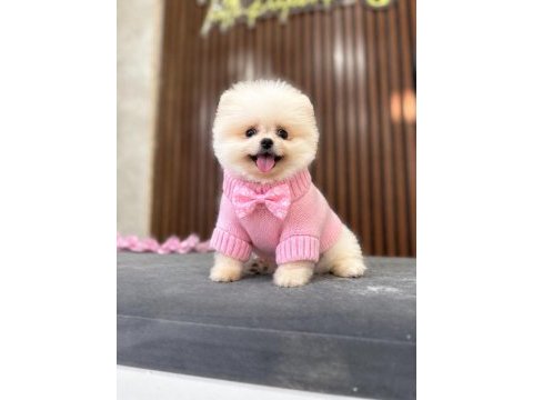 Show kalite pomeranian boo yavrular