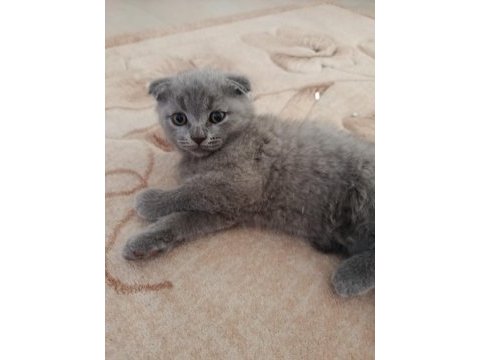British shorthair kül rengi yavrumuz