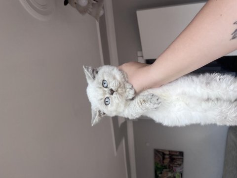 Oyuncu teslime hazır tek bebek kedimiz