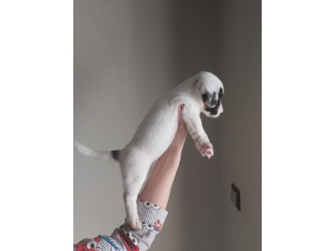 Jack russell yavruları