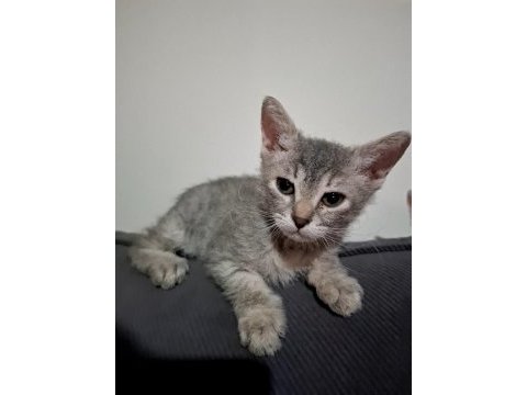 British shorthair cins yavru