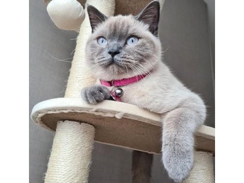 British shorthair dişi