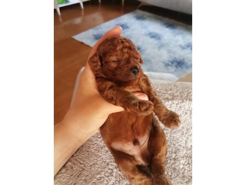 Toy poodle yavruları