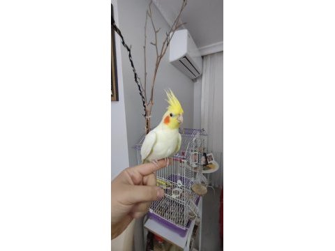 Evcil sultan papağanı