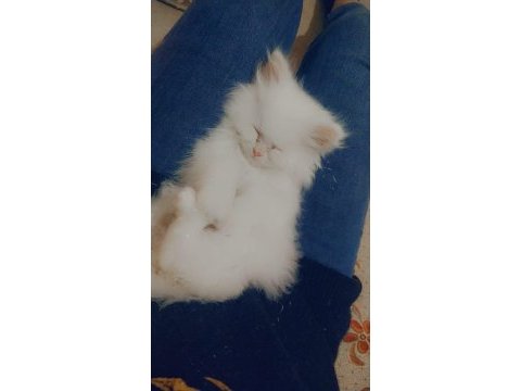 4 aylık yavru british shorthair kedimiz