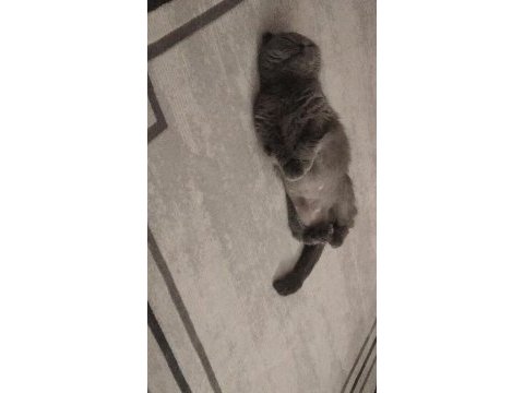 2 yaşında eğitimli tatlımı tatlı kızım scottish fold