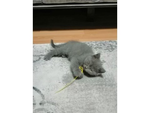 Kedi sahiplendirme scottish fold