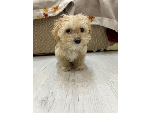 Muhteşem güzellikte maltipoo yavrularımız