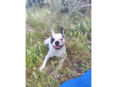 French bulldog köpeğimiz