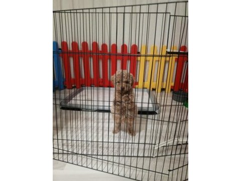 Toy poodle yavru