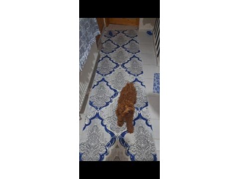 Çok güzel neşeli sevecen mecburiyetten poodle
