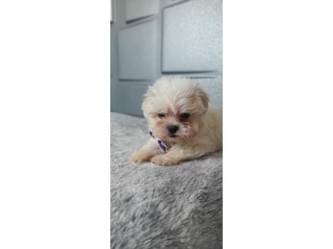 Muhteşem güzellikte show kalite maltese terrier yavruları