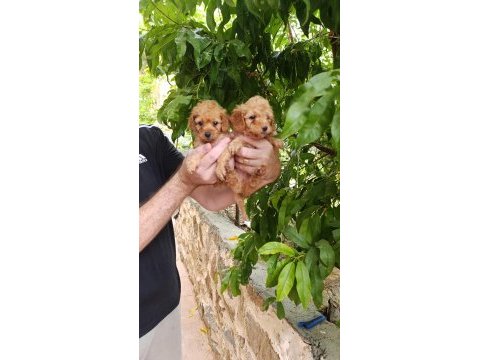 Sevimli yavru toy poodle köpeğimiz