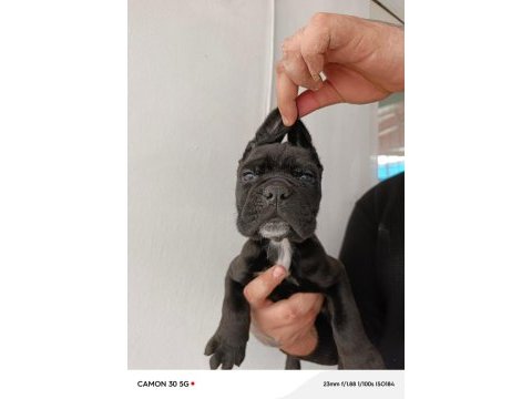 Cane corso yavrularımız ömür boyu ırk garantilidir