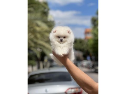Orjinal pomeranian boo köpeği