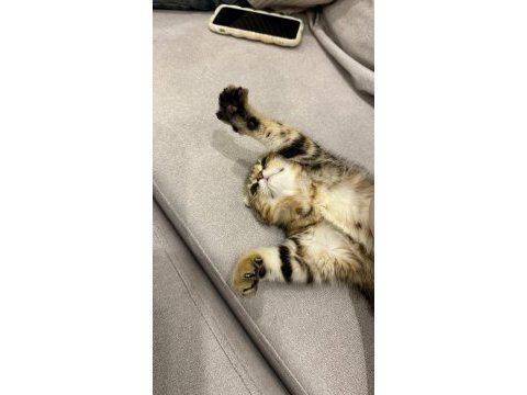 Yavru scottish fold