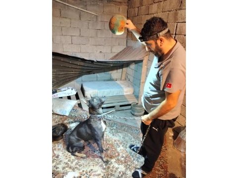 Şecereli belçika malinois