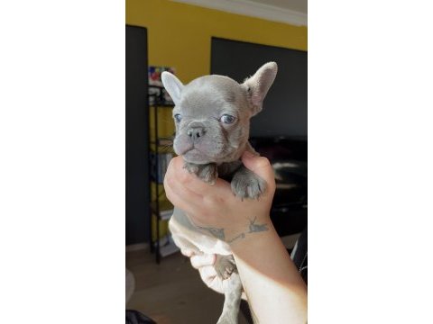 Son 4 yavru 50 günlük blue french bulldog yavrular