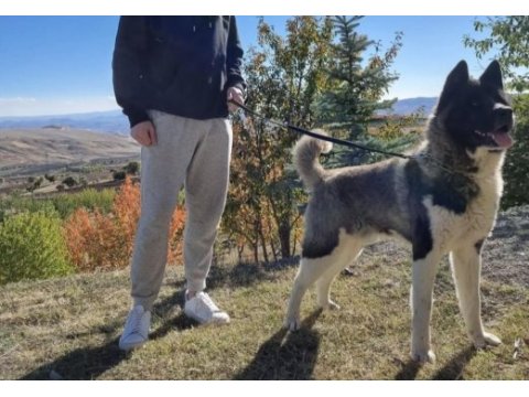 Safkan amerikan akita