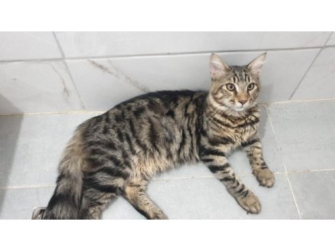 Main coon üreticiden kediler