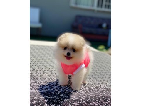 Pomeranian boo safkan ayı surat bebeklerim